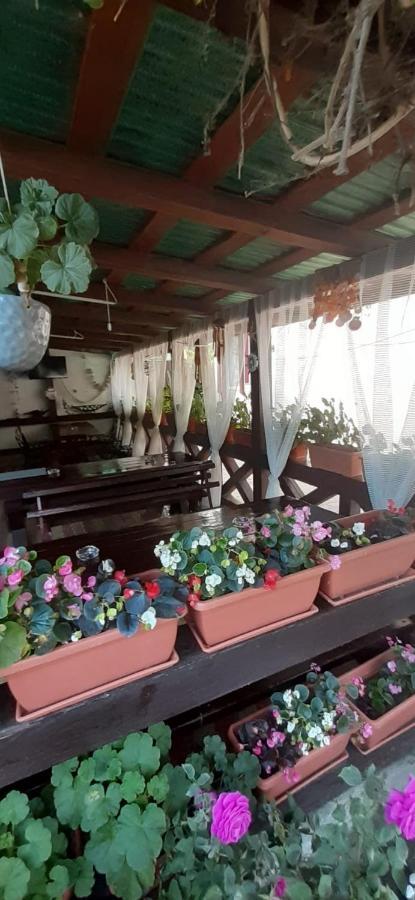 Casa David 호텔 술리나 외부 사진